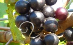 Lane Muscadine Grape Vine (Self Fertile) - 1 Gallon Pot 7 Lane Muscadine Grape Vine (Self Fertile) - 1 Gallon Pot -Garden Plant Store 10133 lane muscadine