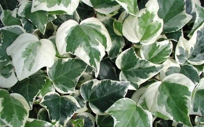 Variegated Algerian Ivy (Hedera Algeriensis 'Gloire De Marengo') - 5 Pack Of Pint Pots 7 Variegated Algerian Ivy (Hedera Algeriensis 'Gloire De Marengo') - 5 Pack Of Pint Pots - Image 7