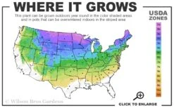 Incrediball Smooth Hydrangea - 3 Gallon Pot -Garden Plant Store 3a 8a 1