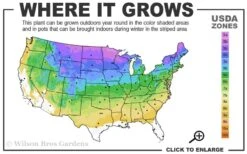 Autumn Brilliance Fern (Dryopteris Erythrosora) - 1 Gallon Pot -Garden Plant Store 3a 8b 29