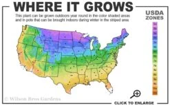 Little Hottie Hydrangea - 2.5 Gallon Pot -Garden Plant Store 3a 9b 7