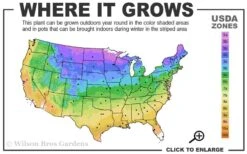 Pink Flamingo Clematis - 1 Gallon Pot -Garden Plant Store 3b 9b 2