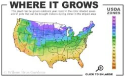 Warsaw Nike Clematis - 1 Gallon Pot -Garden Plant Store 4a 11