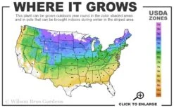 Planet Earth Arborvitae - 3 Gallon Pot 7 Planet Earth Arborvitae - 3 Gallon Pot -Garden Plant Store 4a 8b 36