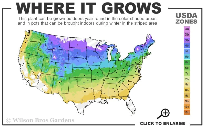 Dwarf Hinoki Cypress Tree (Single Trunk Topiary) - 7 Gallon Pot 3 Dwarf Hinoki Cypress Tree (Single Trunk Topiary) - 7 Gallon Pot - Image 3