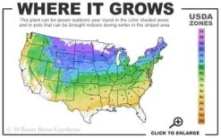 General Sikorski Clematis - 1 Gallon Pot -Garden Plant Store 4a 8b thumbnail