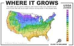 Eastern Redbud - 1 Gallon Pot -Garden Plant Store 4a 9b 46