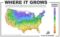 Guiding Promise Clematis - 1 Gallon Pot -Garden Plant Store 4a 9b thumbnail 1