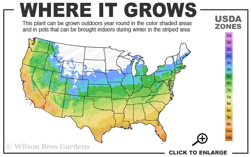 Anne Marie White Variegated Ivy (Hedera Helix) - 10 Count Flat Of Pint Pots 3 Anne Marie White Variegated Ivy (Hedera Helix) - 10 Count Flat Of Pint Pots - Image 3
