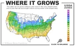 All That Glows Arrowwood Viburnum - 2 Gallon Pot -Garden Plant Store 5a 8b 21