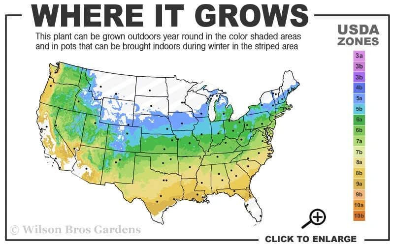 Ukigumo Floating Cloud Ghost Japanese Maple - 7 Gallon Pot 3 Ukigumo Floating Cloud Ghost Japanese Maple - 7 Gallon Pot - Image 3