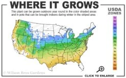 Jim's Pride White Summer Daphne - Daphne X Transatlantica - 2 Gallon Pot -Garden Plant Store 5a 9a 2