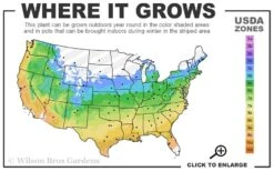 Adagio Dwarf Maiden Grass - Miscanthus Sinensis - 1 Gallon Pot -Garden Plant Store 5a 9b 13