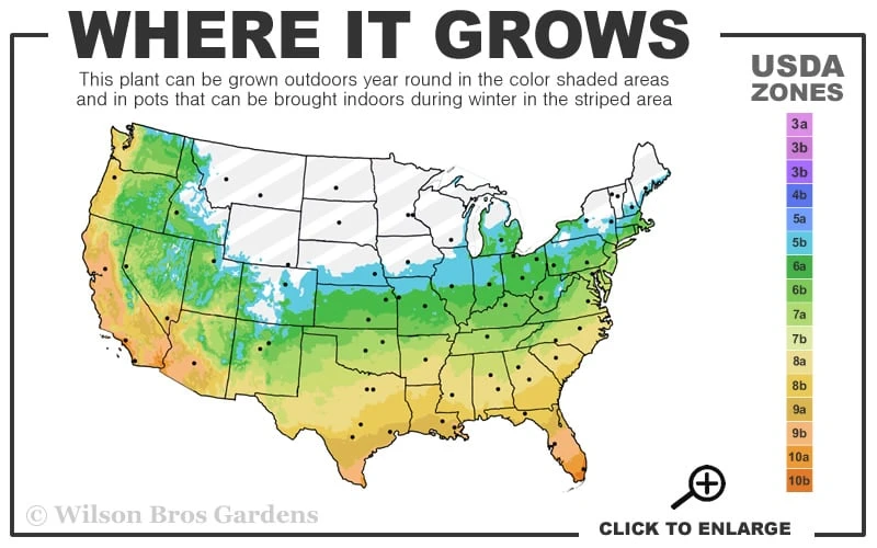 Black Mondo Grass - Ophiopogon Planiscapus 'Nigrescens' - 6 Pack Of 1 Gallon Pots 3 Black Mondo Grass - Ophiopogon Planiscapus 'Nigrescens' - 6 Pack Of 1 Gallon Pots - Image 3