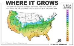 Claudia Wannamaker Southern Magnolia - 7 Gallon Pot (5-6') -Garden Plant Store 5b 11 4