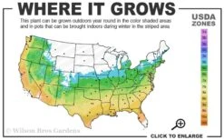 Graham Blandy Columnar Boxwood - 3 Gallon Pot -Garden Plant Store 5b 9b 1