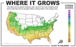 Chinese Snowball Viburnum Bush - 3 Gallon Pot -Garden Plant Store 6A 9B 28