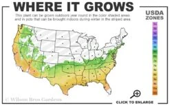 Autumn Monarch Encore Azalea - 3 Gallon Pot -Garden Plant Store 6B 9B 11