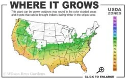 Snow Flurry Hardy Gardenia - 1 Gallon Pot -Garden Plant Store 6a 10a 1