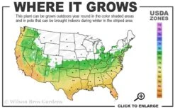 Summer Snow Gardenia - 3 Gallon Pot 10 Summer Snow Gardenia - 3 Gallon Pot -Garden Plant Store 6a 10a