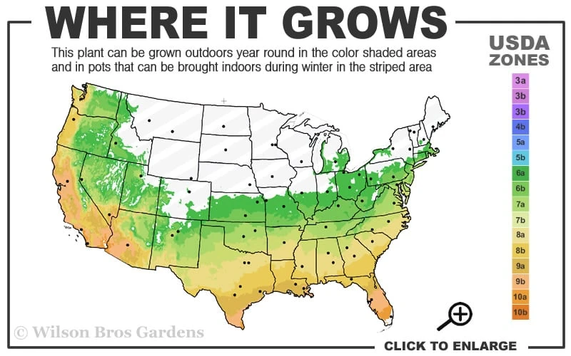 Ingelise English Ivy (Hedera) - 5 Pack Of Pint Pots 3 Ingelise English Ivy (Hedera) - 5 Pack Of Pint Pots - Image 3