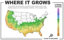 White Cloud Muhly Grass - 3 Gallon Pot -Garden Plant Store 6a 10b 4