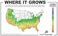 Russian 26 Cold Hardy Pomegranate - 3 Gallon Pot 8 Russian 26 Cold Hardy Pomegranate - 3 Gallon Pot -Garden Plant Store 6a 11