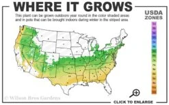 Dwarf Variegated Boxwood - 1 Gallon Pot -Garden Plant Store 6a 8b 2