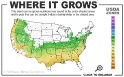 Taylor Pink Japanese Maple - 1 Gallon Pot 7 Taylor Pink Japanese Maple - 1 Gallon Pot -Garden Plant Store 6a 9a 1