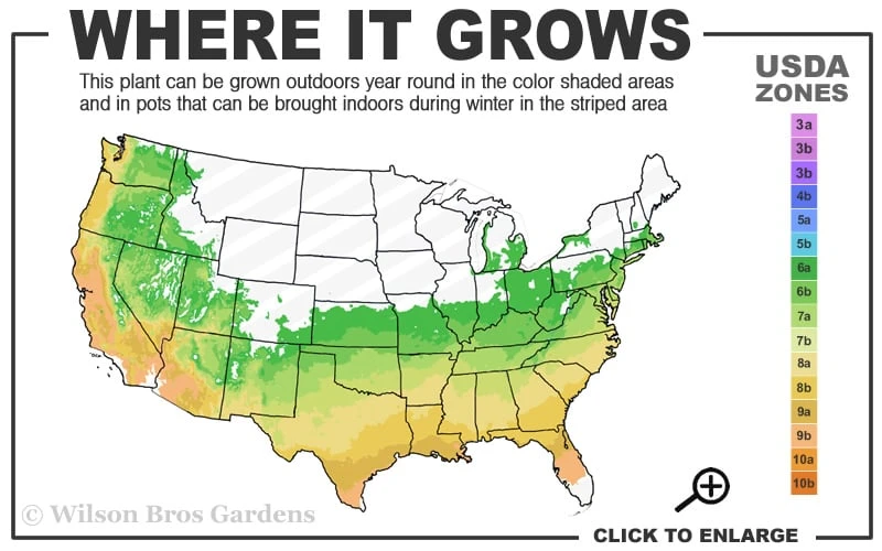 April Snow Camellia Japonica - 1 Gallon Pot 3 April Snow Camellia Japonica - 1 Gallon Pot - Image 3