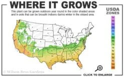 Arctic Dawn Cold Hardy Pink Camellia Hybrid - 1 Gallon Pot -Garden Plant Store 6b 10a