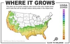 Angus Cold Hardy Eucalyptus Tree (Eucalyptus Nicholii) - 3 Gallon Pot -Garden Plant Store 6b 10b 2