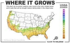 Winter Gold Edgeworthia Chrysantha - Paper Bush - 3 Gallon Pot -Garden Plant Store 7a 10a