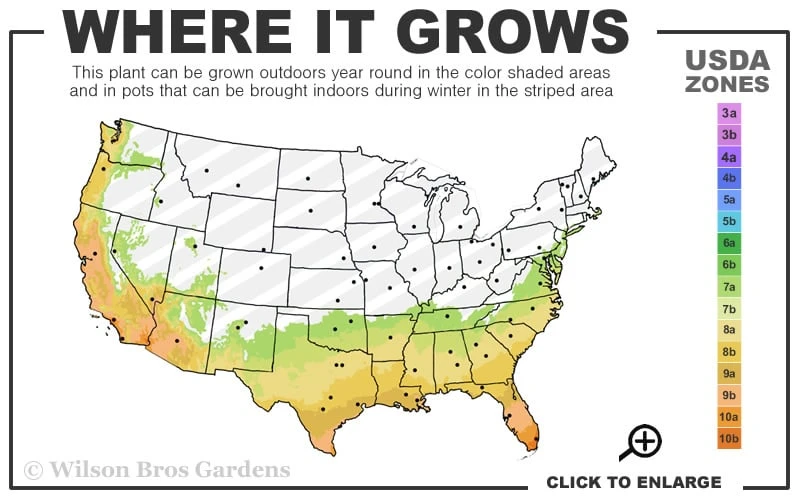 Alabama Beauty Camellia Sasanqua - 2.5 Quart Pot 3 Alabama Beauty Camellia Sasanqua - 2.5 Quart Pot - Image 3