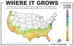 Diamond Spire Gardenia - 1 Gallon Pot -Garden Plant Store 7a 10b 82