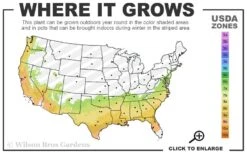 Carolina Sapphire Arizona Cypress - 5 Gallon Pot -Garden Plant Store 7a 9b 64