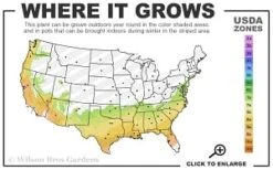 Moonlit Lace Viburnum - 7 Gallon Pot -Garden Plant Store 7a 9b thumbnail 3