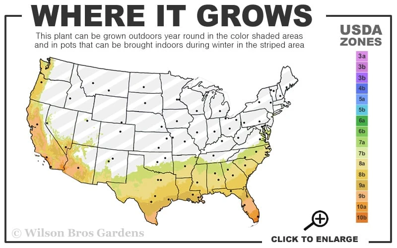 Blue Stem Dwarf Palmetto Palm (Sabal Minor) - 3 Gallon Pot 2 Blue Stem Dwarf Palmetto Palm (Sabal Minor) - 3 Gallon Pot - Image 2