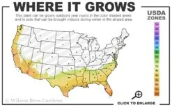 Gulf Pride Fragrant Southern Indica Azalea - 3 Gallon Pot -Garden Plant Store 7b 10b 5