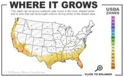 Fatsia Japonica (Japanese Aralia / Glossy Paper Plant) - 7 Gallon Pot (2-3') -Garden Plant Store 8a 11 42