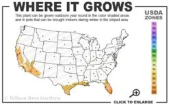 Little Prince Banana Plant - 1 Gallon Pot -Garden Plant Store 9a 11 1