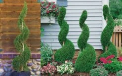 Emerald Green Arborvitae Spiral Topiary - 5 Gallon Pot (6') -Garden Plant Store Arborvitae Emerald Green Spiral 800x500 3