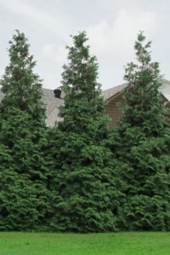 Green Giant Arborvitae - 7 Gallon Pot (3-4') -Garden Plant Store Arborvitae Green Giant 500x750 1