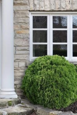 Planet Earth Arborvitae - 3 Gallon Pot 9 Planet Earth Arborvitae - 3 Gallon Pot -Garden Plant Store Arborvitae Woodwardii Globe 12