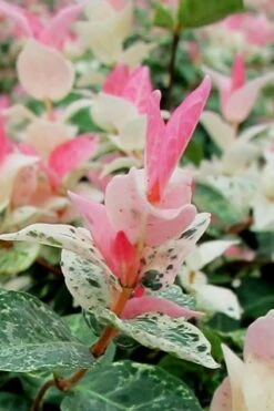 Snow N Summer Asiatic Jasmine - 6 Pack Of 1 Gallon Pots -Garden Plant Store Asian Jasmine Snow N Summer 16