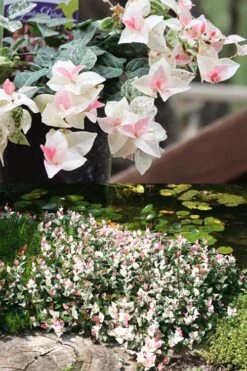 Snow N Summer Asiatic Jasmine - 6 Pack Of 1 Gallon Pots -Garden Plant Store Asian Jasmine Summer N Snow 2