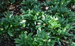 Dwarf Green Aucuba - Japanese Laurel - 3 Gallon Pot 10 Dwarf Green Aucuba - Japanese Laurel - 3 Gallon Pot -Garden Plant Store Aucuba Dwarf Green 1