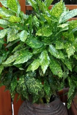 Gold Dust Aucuba - Japanese Laurel - 3 Gallon Pot -Garden Plant Store Aucuba Gold Dust 17 1