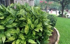 Gold Dust Aucuba (Japanese Laurel) - 1 Gallon Pot -Garden Plant Store Aucuba Gold Dust 18