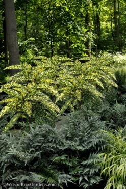 Hosoba Hoshifu Variegated Aucuba (Japanese Laurel) - 3 Gallon Pot -Garden Plant Store Aucuba Hosoba Hoshifu